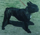 cachorros de bulldog frances - mejor precio | unprecio.es