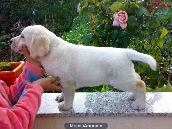 Cachorros de Labrador con espectaculares lineas de sangre en predigree
