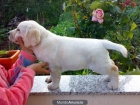 Cachorros de Labrador con espectaculares lineas de sangre en predigree - mejor precio | unprecio.es