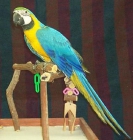 gaumcamayos  azul y oro para buen precio - mejor precio | unprecio.es