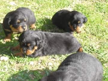 Impresionante camada de rottweiler