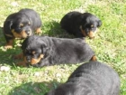 Impresionante camada de rottweiler - mejor precio | unprecio.es