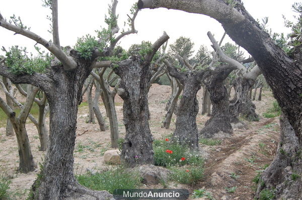 OLIVOS DE JARDIN