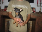 Pincher enano,cachorro,negro y fuego. - mejor precio | unprecio.es