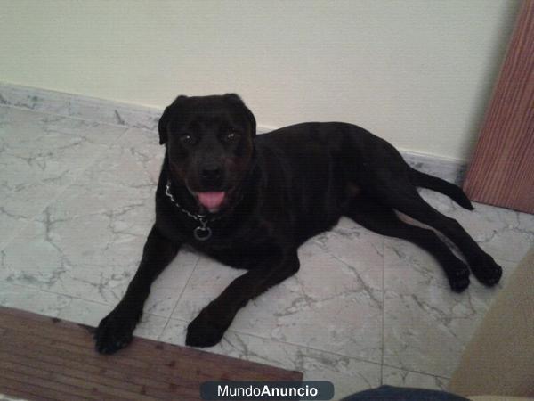 Se regala rottweiler hembra joven