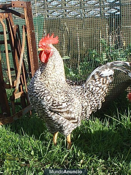 Vendo Pollos de Corral para Navidad del 2012