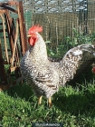 Vendo Pollos de Corral para Navidad del 2012 - mejor precio | unprecio.es