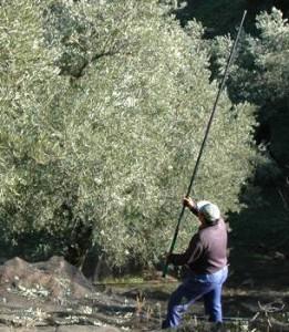 Venta de  aceite de oliva   granel  y envasado stock  del agricultor