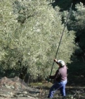 Venta de aceite de oliva granel y envasado stock del agricultor - mejor precio | unprecio.es