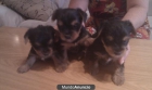 Última cachorrita yorkshire preciosa - mejor precio | unprecio.es