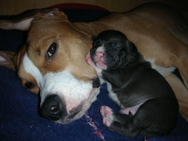 American stafforshire terrier impreseionntes