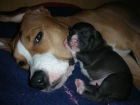 American stafforshire terrier impreseionntes - mejor precio | unprecio.es