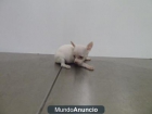 cachorros de CHIHUAHUA TOYS - mejor precio | unprecio.es