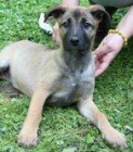 Dana & Koska, pastor alemán sin marca ni pedigrie pero te querrán igual, mestizas. ADOPTA - mejor precio | unprecio.es