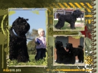 excelente camada de terrier negro ruso-perro de KGB - mejor precio | unprecio.es