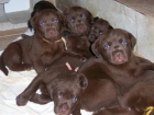 Labrador Chocolate - Cachorros con LOE - mejor precio | unprecio.es
