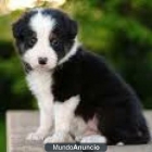 LIBRE Collie cachorros de forma gratuita - mejor precio | unprecio.es