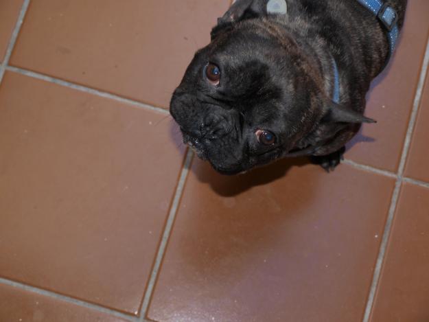 perdido bulldog frances en Fuengirola