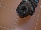 perdido bulldog frances en Fuengirola - mejor precio | unprecio.es