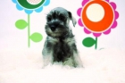 Schnauzer ( Sal y pimienta ) _ www.animalflower.com _Ha muy buen precio - mejor precio | unprecio.es