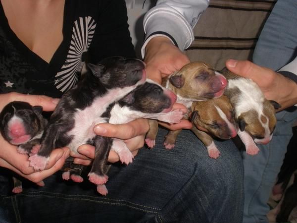 Se vende cachorros de Bull Terrier