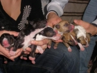 Se vende cachorros de Bull Terrier - mejor precio | unprecio.es