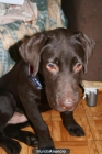 Se vende un macho Labrador Retiever Chocolate de 4 meses de edad - mejor precio | unprecio.es