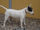 Vendo pareja de bull terriers - mejor precio | unprecio.es