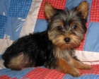 2 Yorkie cachorros - mejor precio | unprecio.es