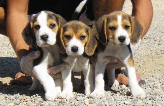 Cachorros Beagle