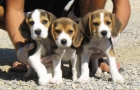 Cachorros Beagle - mejor precio | unprecio.es