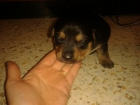 cachorros preciosos gratis - mejor precio | unprecio.es