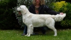 Camada Golden Retriever - mejor precio | unprecio.es
