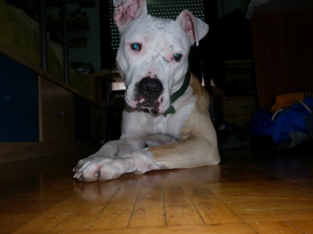 EXCELENTE CAMADA DE PITBULL