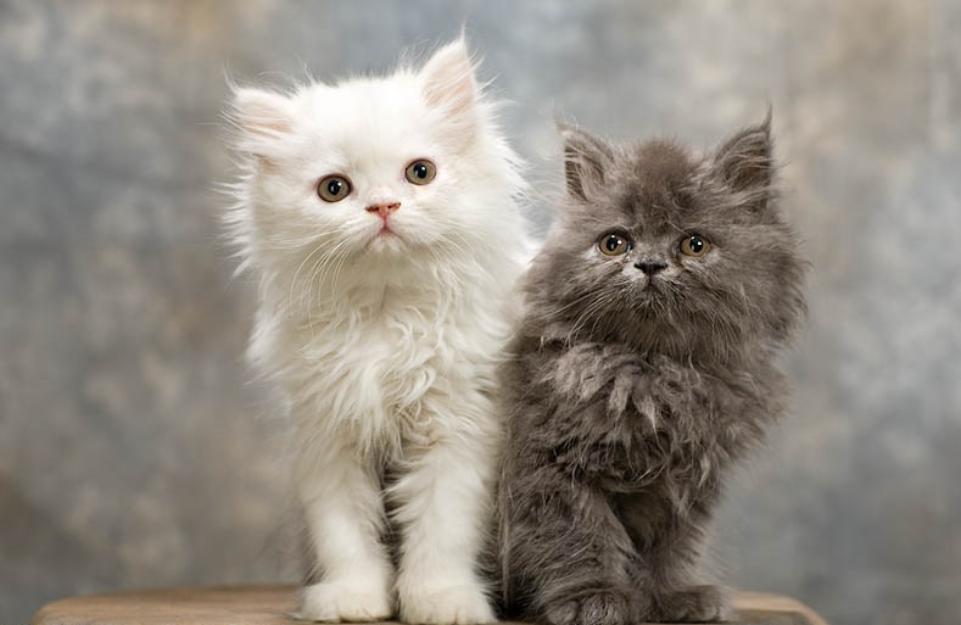 Gatitos persa gris