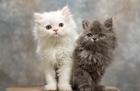 Gatitos persa gris - mejor precio | unprecio.es