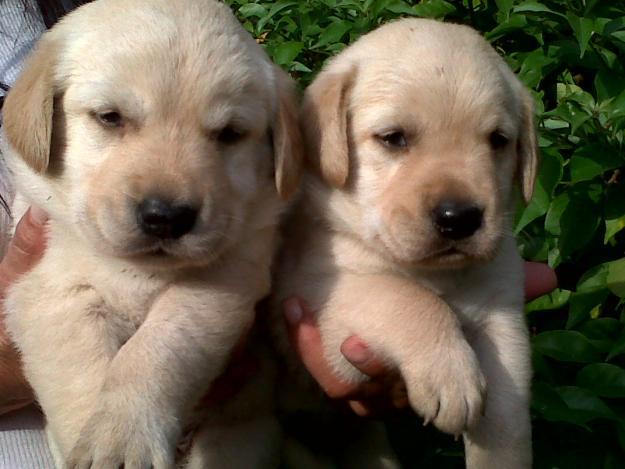Magnificos labradores