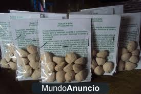 NUEZ DE LA INDIA NATURAL DE BRASIL