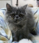 preciosa gatita persa tortuga azul crema - mejor precio | unprecio.es