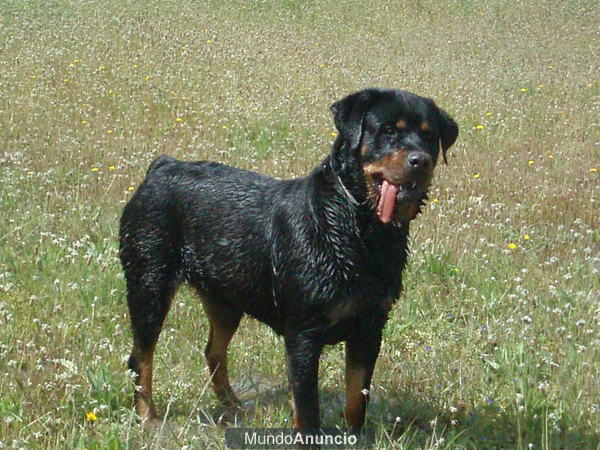 ROTTWEILER BUSCA NOVIO