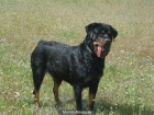 ROTTWEILER BUSCA NOVIO - mejor precio | unprecio.es