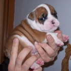 bulldog marrón lindos para la adopción - mejor precio | unprecio.es