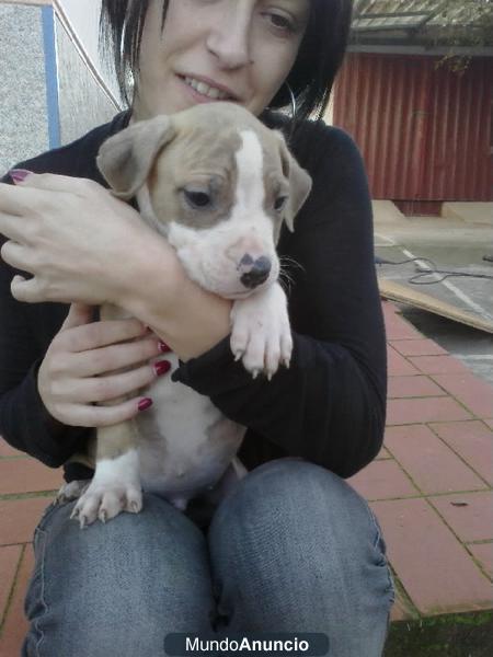 CACHORROS DE PITBULL REDNOSE