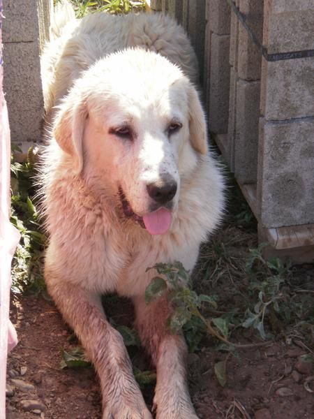 Cachorros Mastin del pirineo