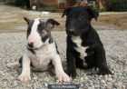 Camada Bull Terrier 400€ - mejor precio | unprecio.es