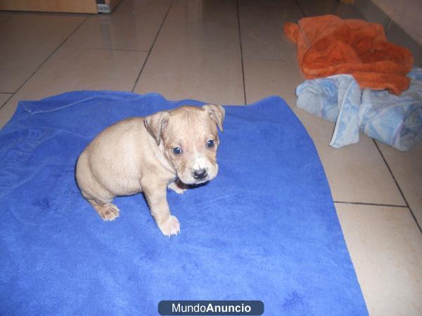 Estupenda camada  American Stafford