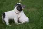 queremos volver a asignar este cachorro bulldog Inglés 160euro - mejor precio | unprecio.es