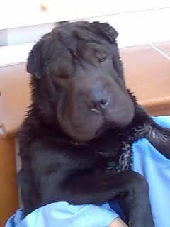 SE VENDE CAMADA DE SHAR PEI CON PEDIGREE