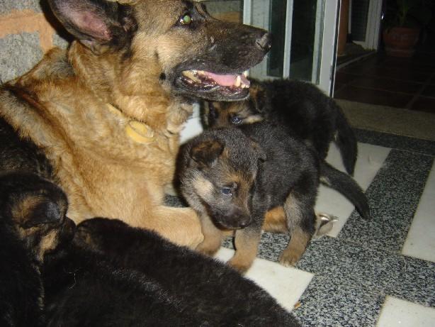 vendo cachorros de pastor aleman