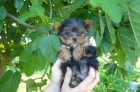 VENDO YORKSHIRE TERRIER MINI,2HEMBRAS. - mejor precio | unprecio.es